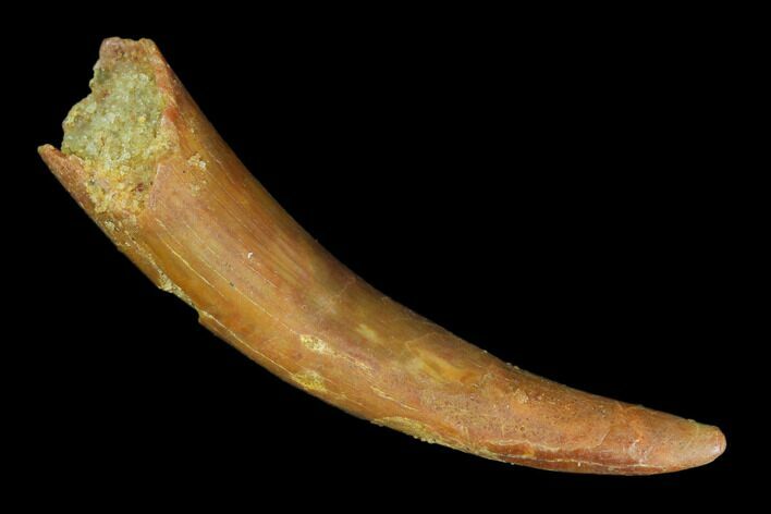 Pterosaur (Siroccopteryx) Tooth - Morocco #127650